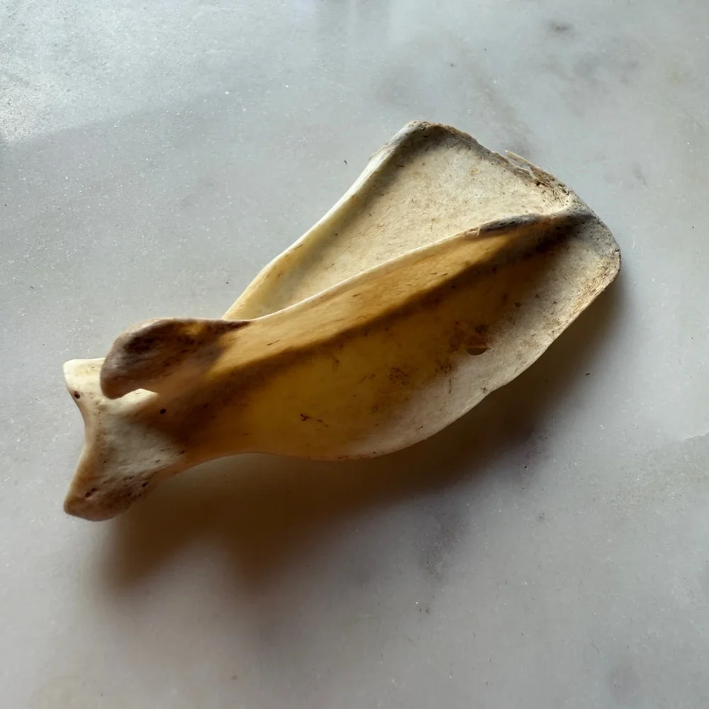 Natural Reptile Bone Chew Toy